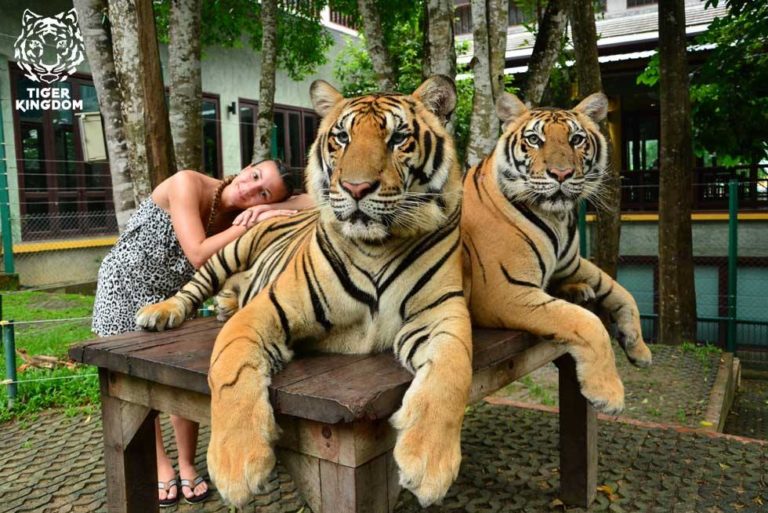 Phuket tiger park