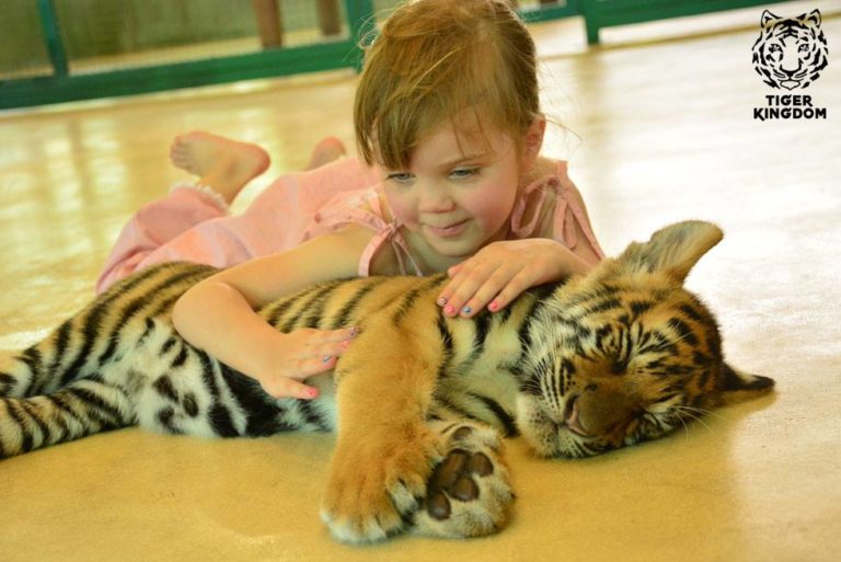 Phuket tiger park