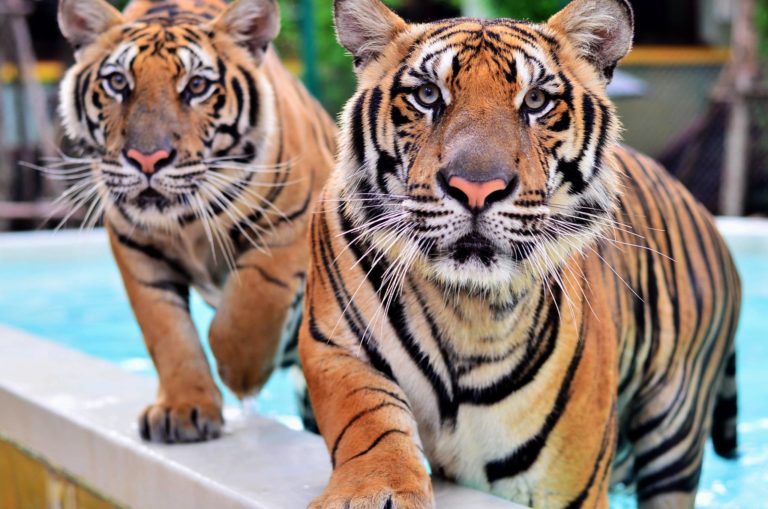 Phuket tiger park